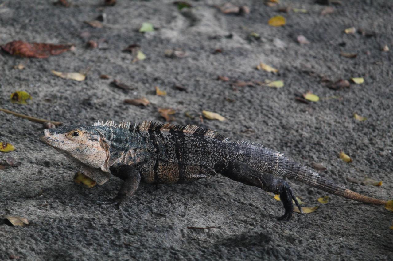 Iguana Libre Hotel โดมินิกัล ภายนอก รูปภาพ
